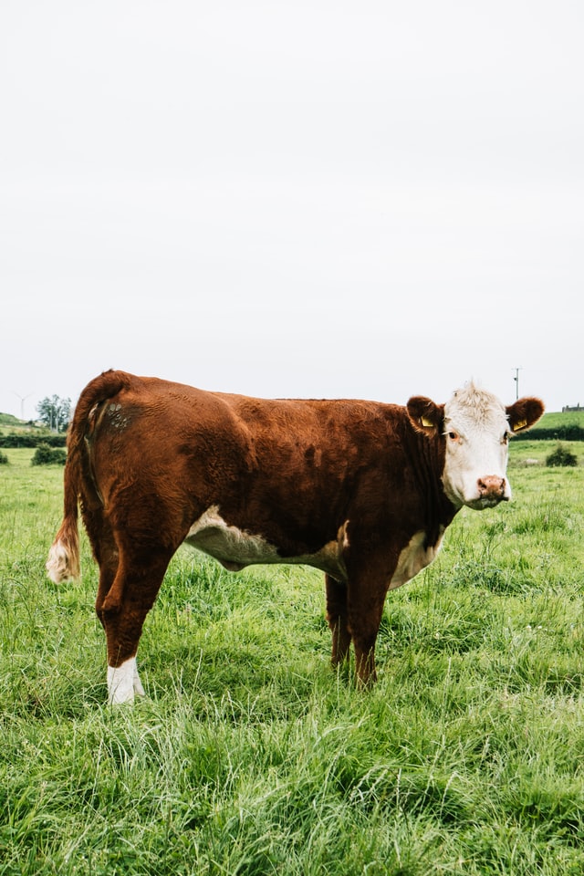 Beef cattle standing in green grass